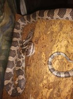 csnake.jpg