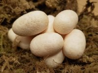 eggs.jpg