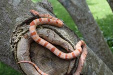 Loopy2 6-22-16.jpg