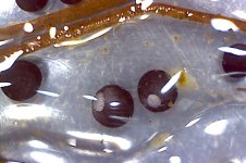 Photo on 4-16-17 at 7.06 PM.jpg