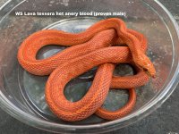 Lava tess male.jpg