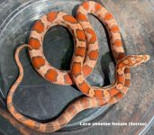 Lava okeetee female.jpg
