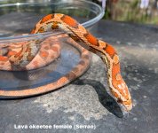 Lava okeetee female head.jpg