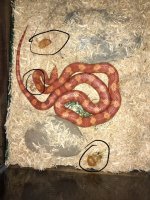 FullSizeRender (2).jpg