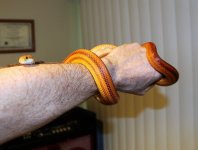 IMG_1185.JPG