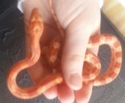 InHand.jpg