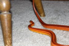 IMG_0232.JPG
