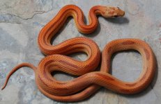 18-5-1m.JPG