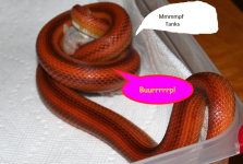 rufus.png