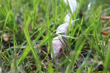 IMG_3071.JPG