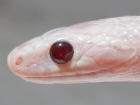 hematite-7-16-4.jpg