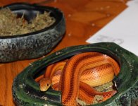 IMG_1190.JPG