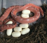 Pied Scaleless 0517.JPG
