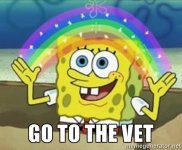 spongebob-go-to-the-vet.jpg