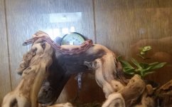 Ekans First Day 001.jpg