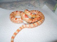 june 7 2017chow.jpg