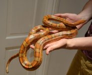 cb08-unsexed-normal-carolina-corn-snake-52373fc45f5ac.jpg