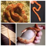 snakey.jpg