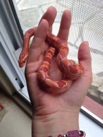 Ruby 1.jpg