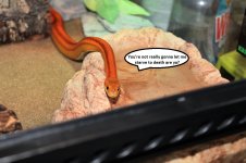 IMG_0378.JPG