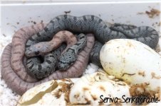 wildfarben+hypo.jpg