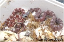 hypo+hypo-cinder.jpg