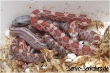 hypos+hypo-cinder-terrazzo.jpg
