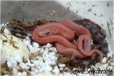 wildfarben+lava-terrazzo.jpg