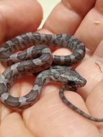 mini snek.jpg