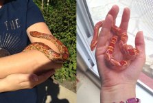 Snake Compare.jpg