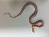coralstripe.jpg