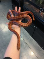 Snake1.jpg