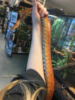 Snake2.jpg