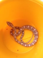 snake.jpg