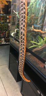 Snake3.jpg