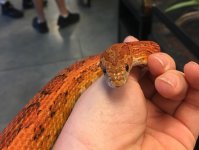 Snake4.jpg