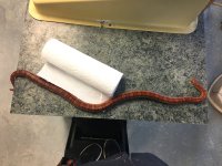 Snake5.jpg