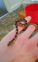 snake1.jpg