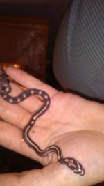 snake5.jpg