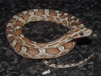 Ghost corn snake.jpg