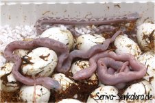white-sideds+amel-white-sided.jpg