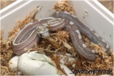hypo-kastanie-motley.jpg