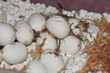 muddeggs1.jpg