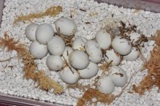 muddeggs4.jpg
