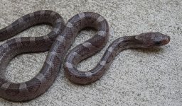 holdback male pewter 2.jpg