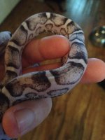 First Shed (2).JPG