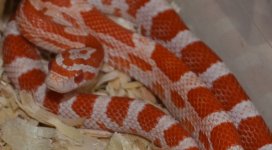 DSC_1924 (4)aeetes.JPG