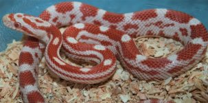 17 Male Candy Cane Mot Live Feeder A.jpg