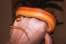 IMG_1276.JPG