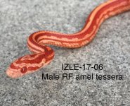 IZLE-17-06 2nd shed.jpg